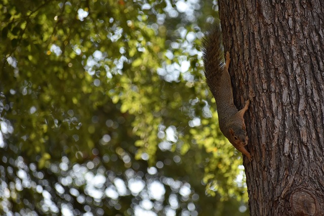 星贝克汉姆 星贝克汉姆